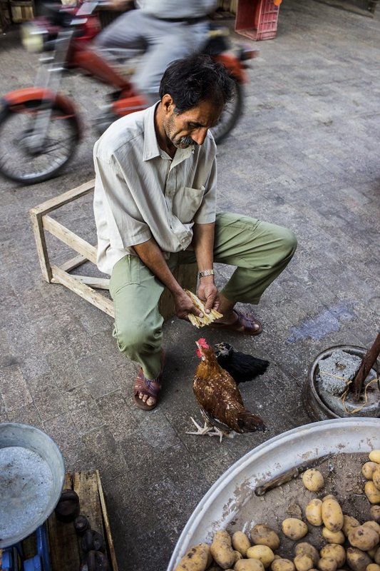 Companionphoto preview