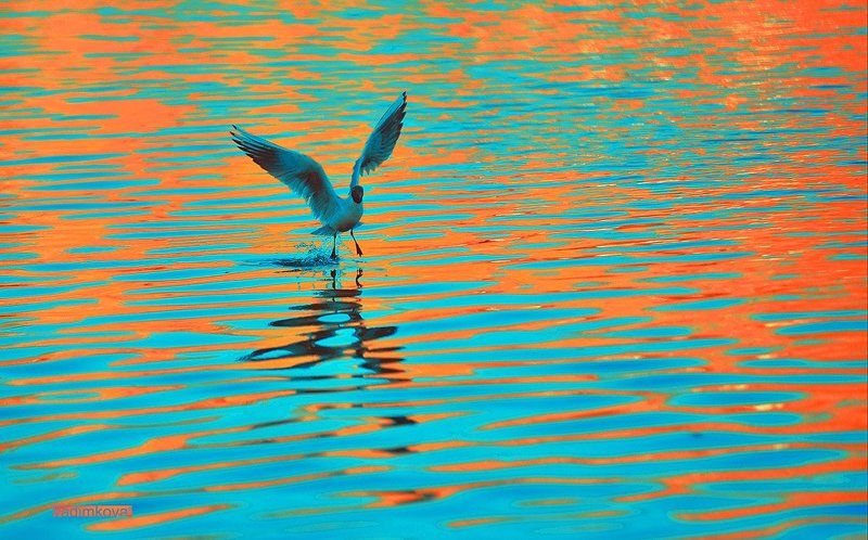 art-flyphoto preview