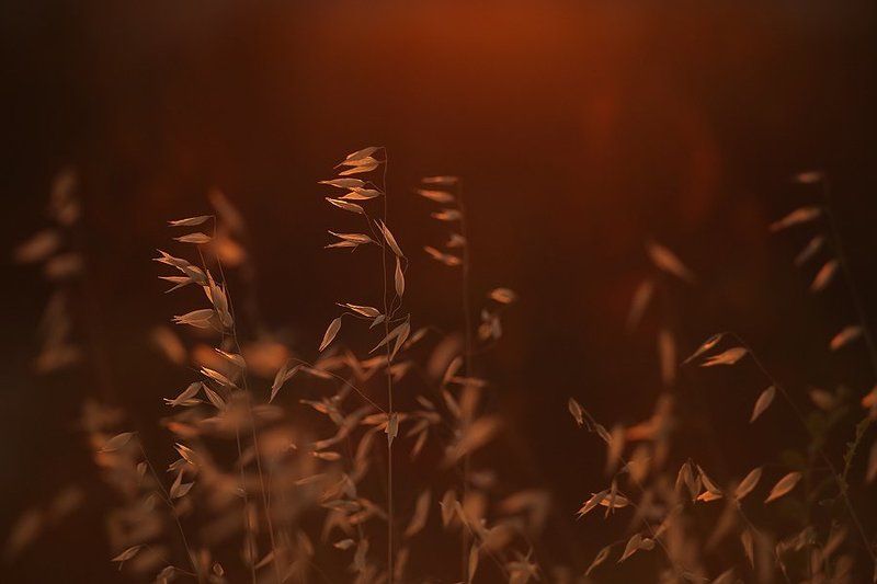 *******photo preview