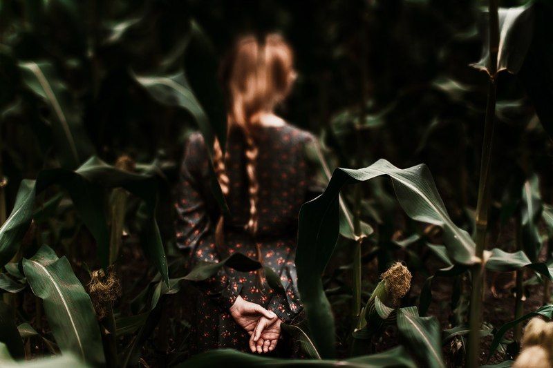 кукуруза, поле, сергей хартимеев Cornphoto preview