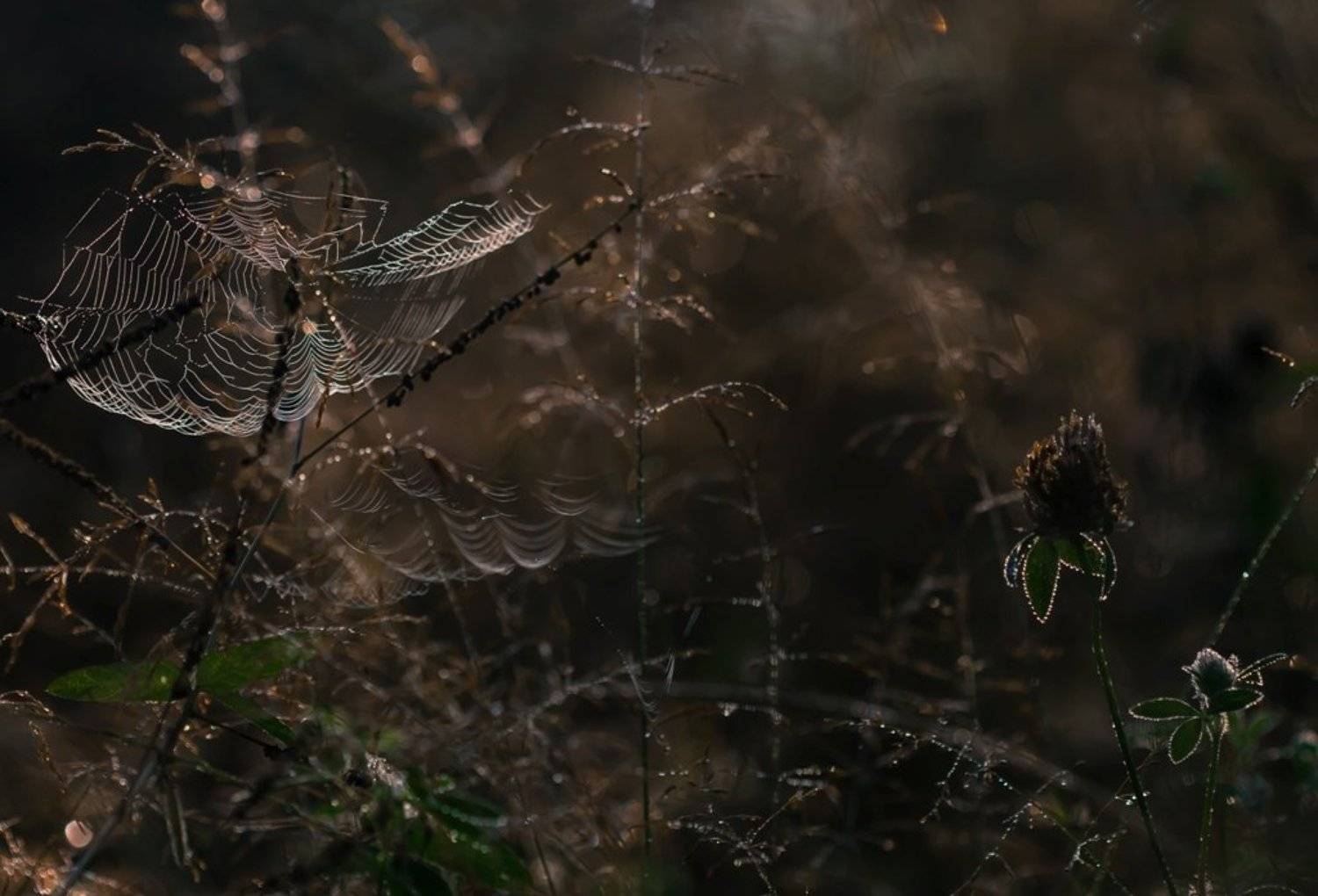 В паутином царстве.... Автор: Germanic , Germanic