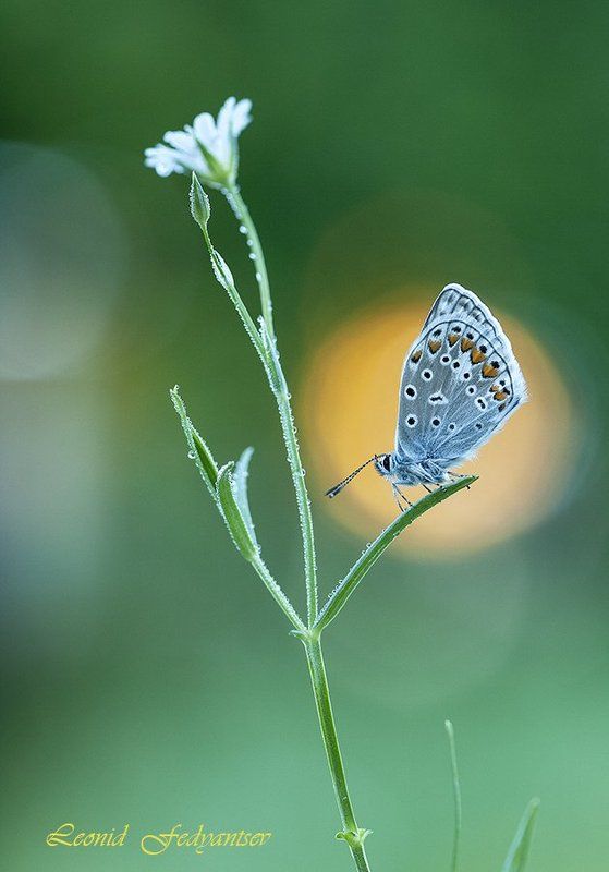 Начало дня Икараphoto preview