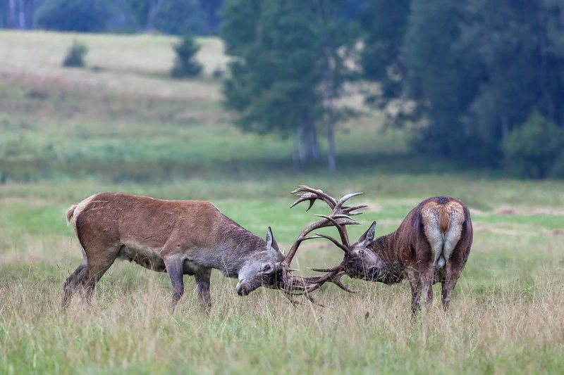 Олени; гон; Разминка перед гономphoto preview