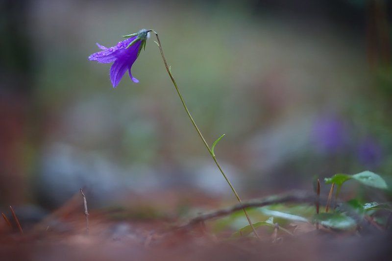 Колокольчик.photo preview