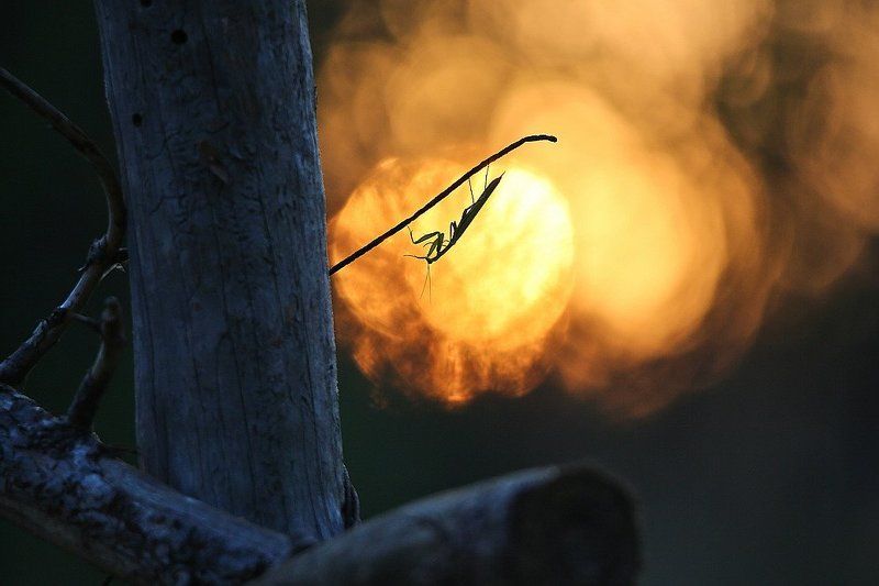 Жараphoto preview