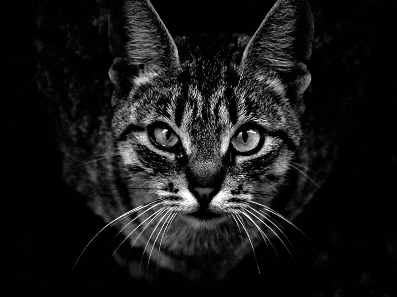 -. Автор: ジュリア , ジュリア