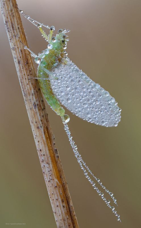 Подёнкаphoto preview