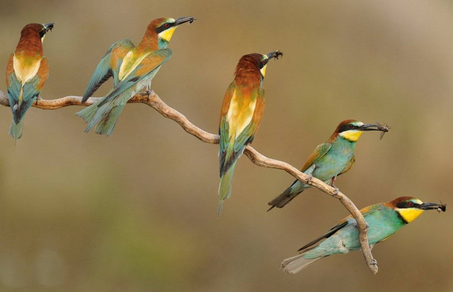 5in1. Автор: Radoslav Tsvetkov , Radoslav Tsvetkov