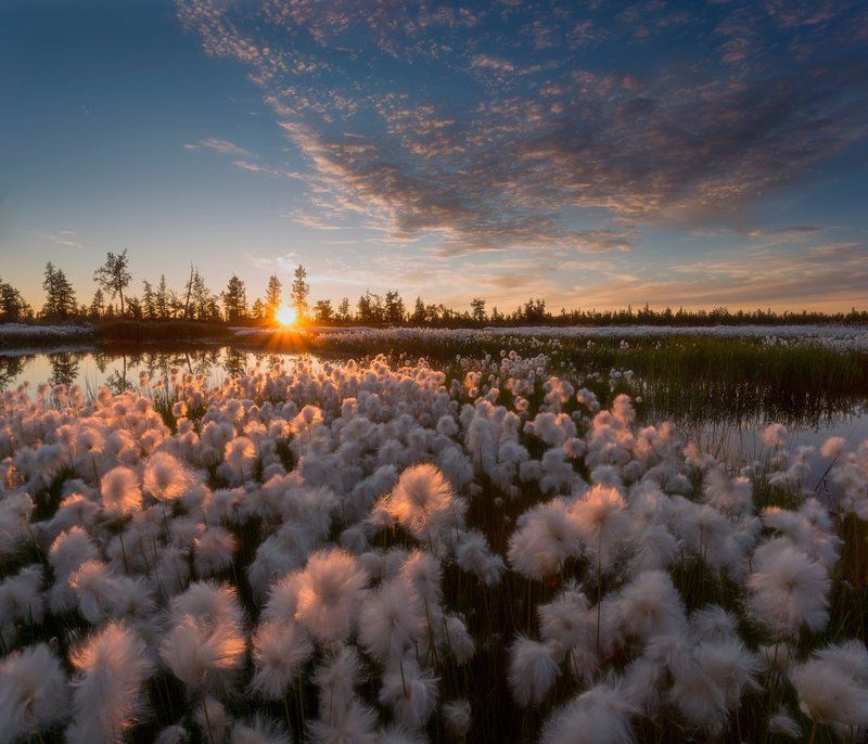 Canon, Закат, Лето, Новый уренгой, Пушица Пушистый закат...photo preview