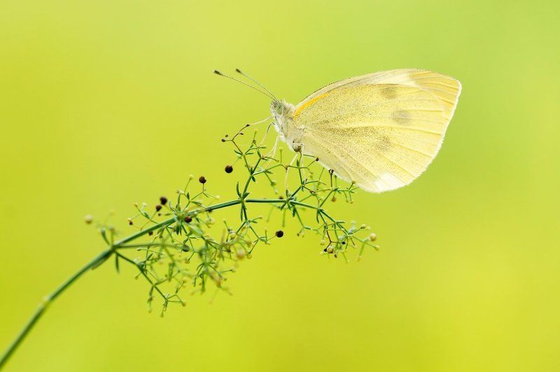 Ах, эти бабочки ... фото превью