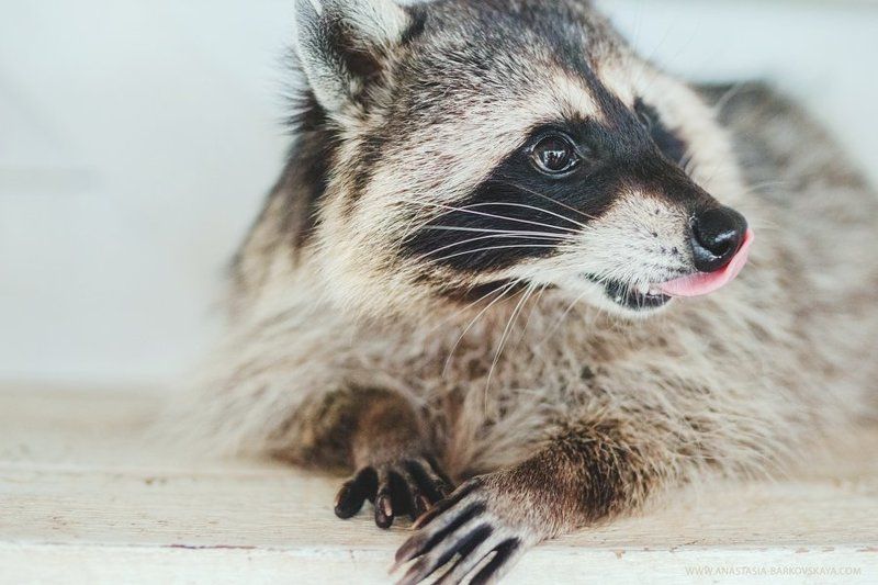 Анастасия Барковская, Анастасия Барковская фотограф, Енот Портрет Енотаphoto preview