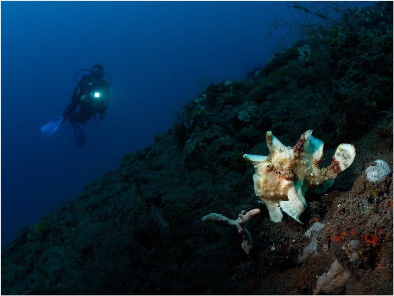 Бали Фрогиphoto preview