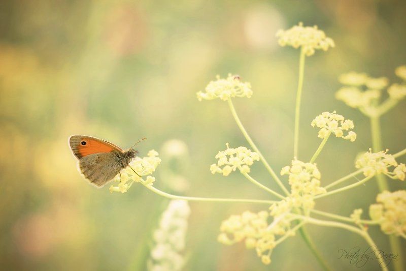 nature Прекрасное утро II.photo preview