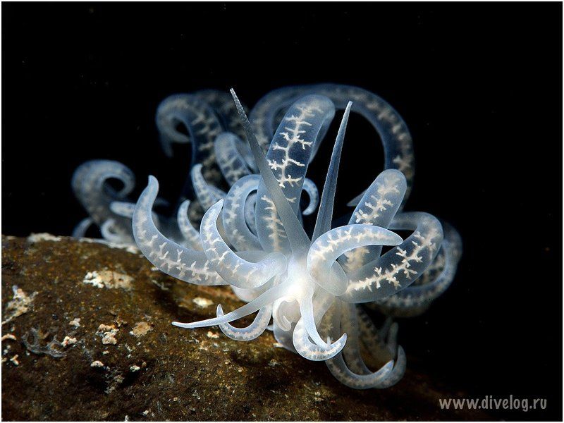 Полнолуниеphoto preview