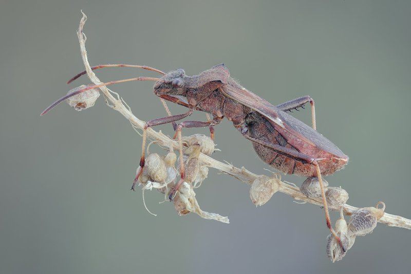 ***-***photo preview