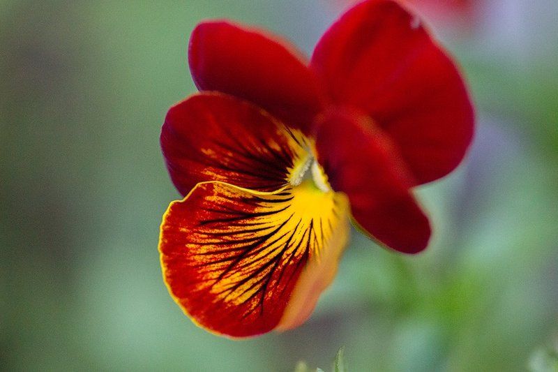 Die Blumenphoto preview