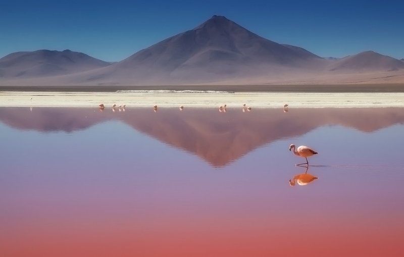bolivia, flamenco, mc О романтически-розовом криле..photo preview