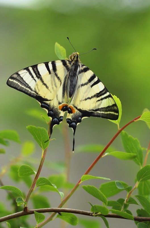 Подалирииphoto preview