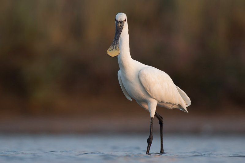 Birds of  Burgasphoto preview