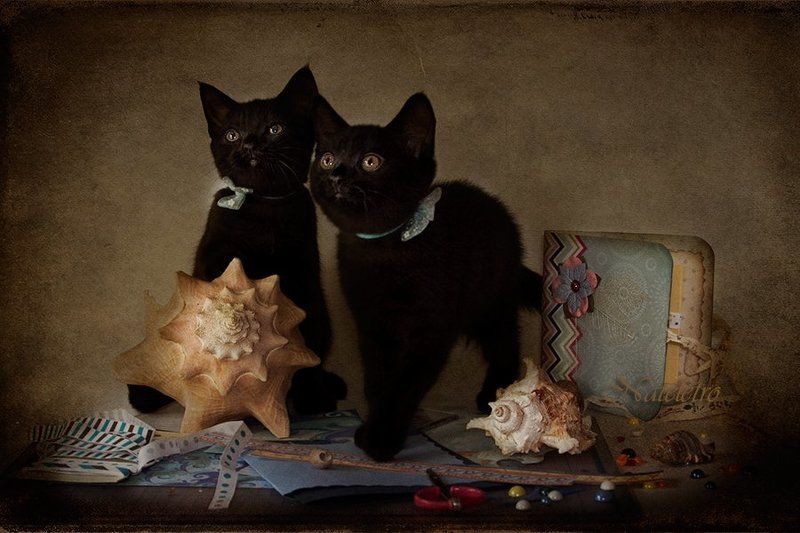 скрапбукинг, котята, альбом, бумага, ракушки, хендмейд, рукоделие Скрапбукинговские котята :)photo preview