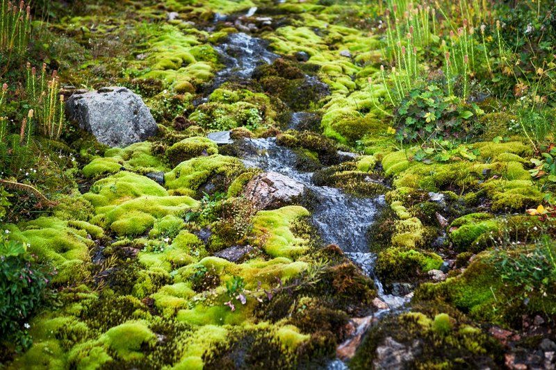 Field, Fog, Horses, Kazakhstan, Landscape, Meadow, Mountain, Pass, Rocks, Trekking, Tytova Через первал Титова.photo preview