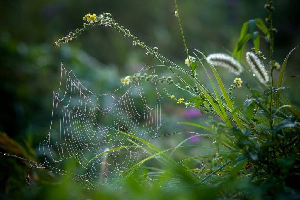 Летняя пора.... Автор: Germanic , Germanic