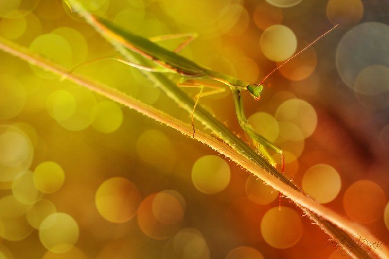 nature Mantis religiosaphoto preview