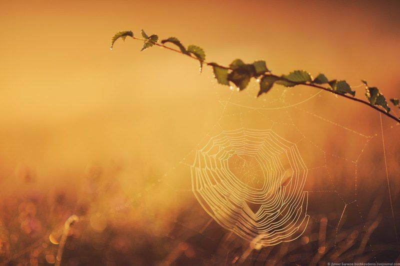 Рассветphoto preview