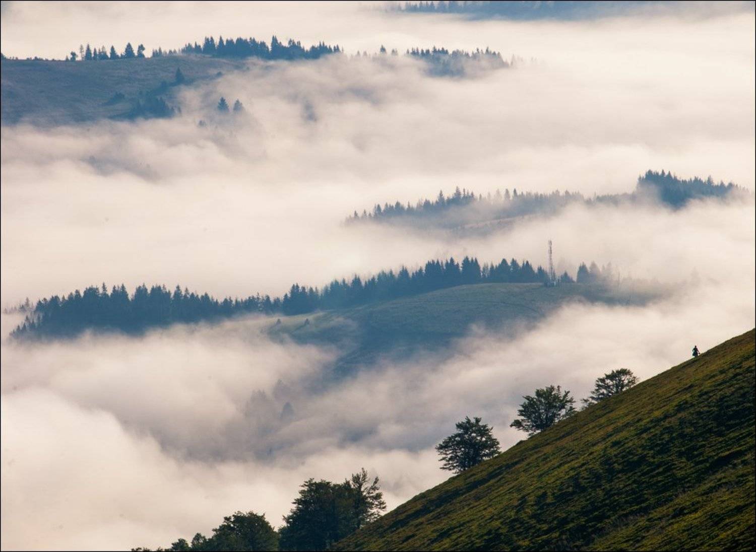 собирательница черники. Автор: Iv_Pol , Iv_Pol