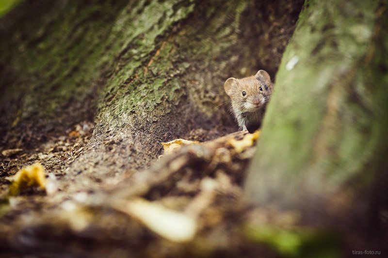 Простите, это вы ко мне обращаетесь?photo preview