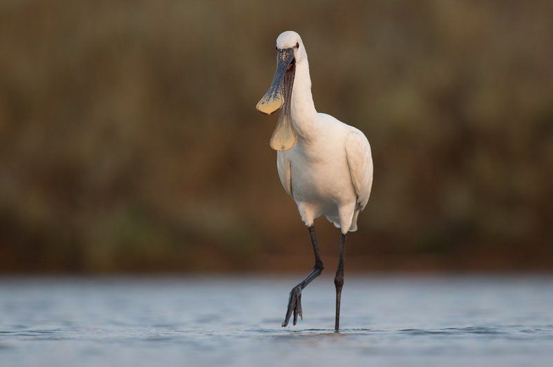 Platalea leucorodiaphoto preview