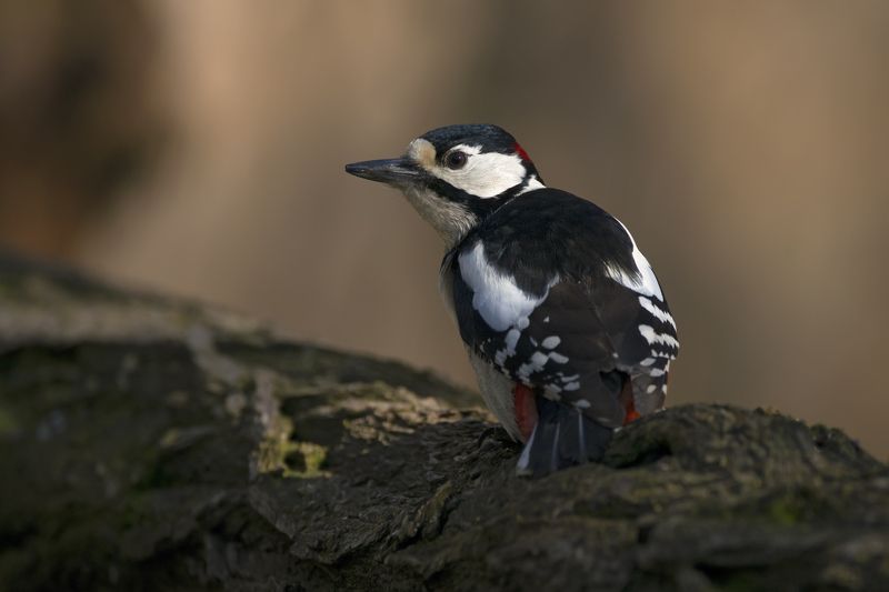 Dendrocopos majorphoto preview