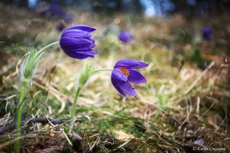 прострел, весна, первоцвет, апрель, цветы, весенние цветы, сон-трава, макро Прострелphoto preview