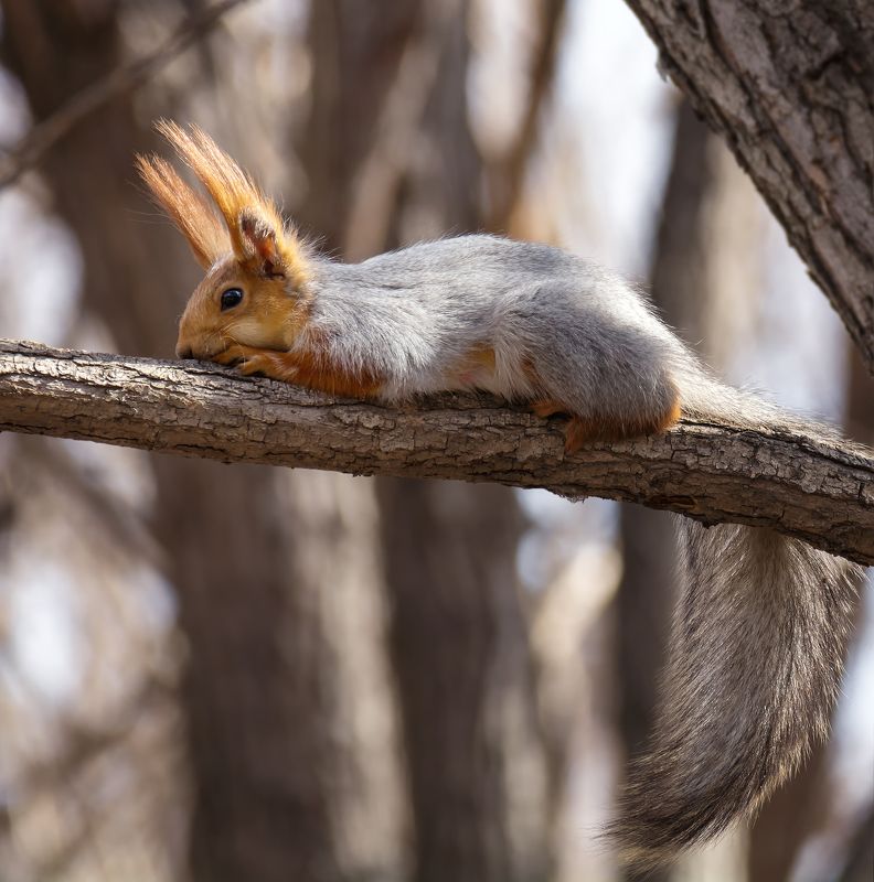 белка, весна, тепло, дождались тепла..photo preview