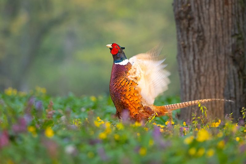 Pheasantphoto preview