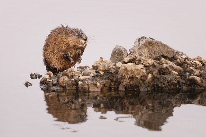 ондатра, мускусная крыса, сибирь Ондатраphoto preview