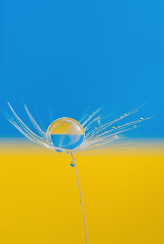 #dandelion, #wallpaper, #drops, #waterdrops, #macro, #macrophotography, #macrophoto, #nature, #ukraina, #print, #background, #backdrop #closeup Yellow-bluephoto preview