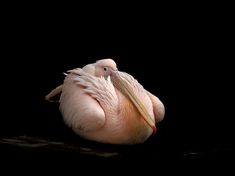 розовый пеликан Розовый пеликанphoto preview