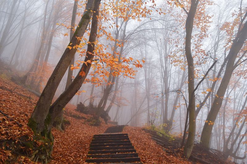 Золото осениphoto preview