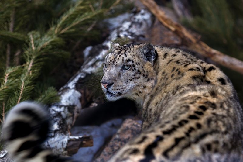 снежный барс Снежный барсphoto preview