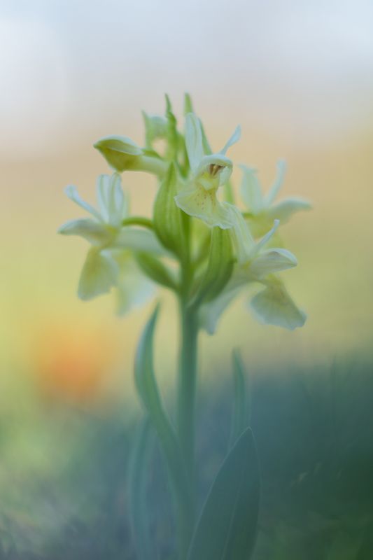 Dactylorhiza sambucinaphoto preview