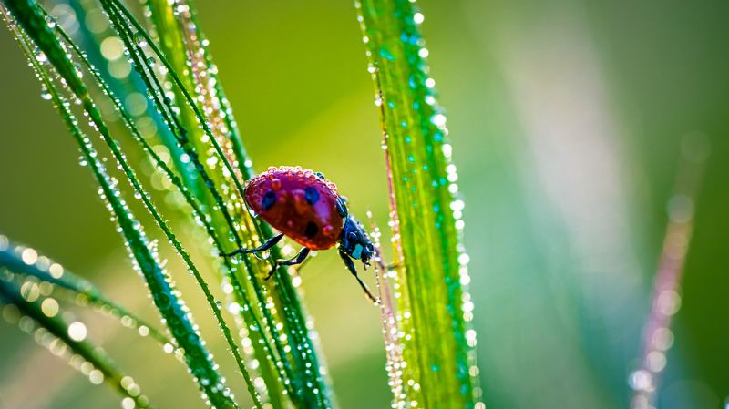 Приключения божьей коровкиphoto preview