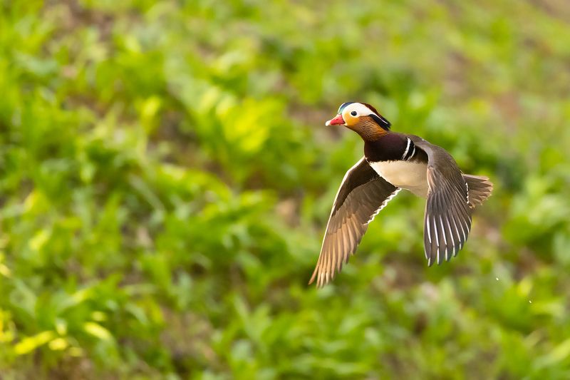 Mandarin duckphoto preview