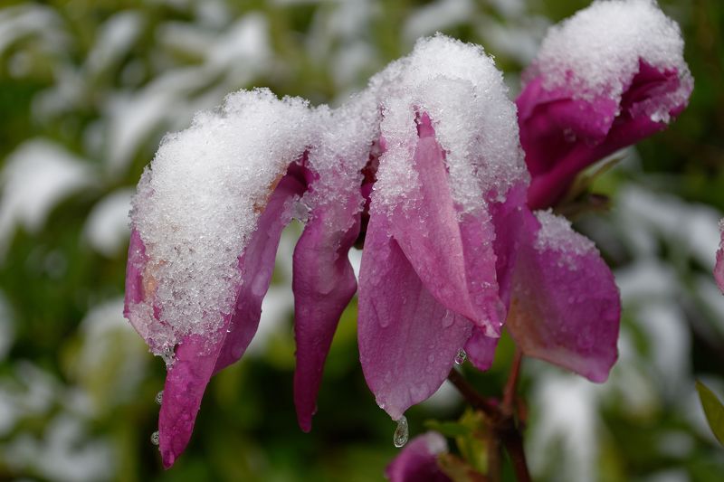 Spring ?photo preview