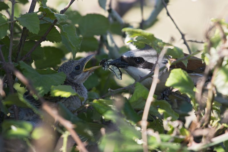 Lanius colluriophoto preview