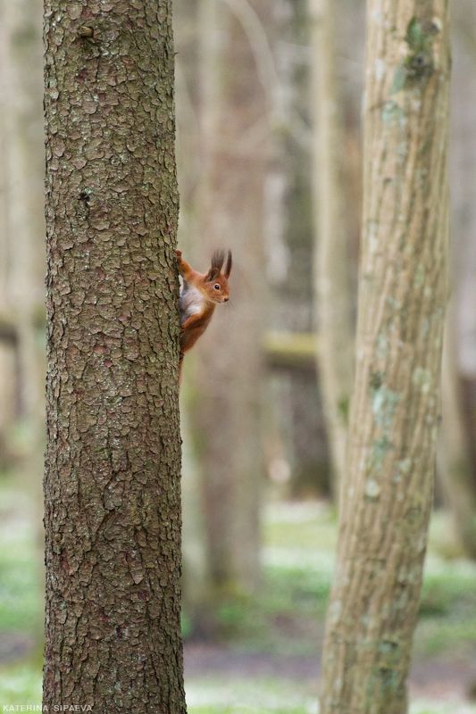 природа, животные, весна ***photo preview