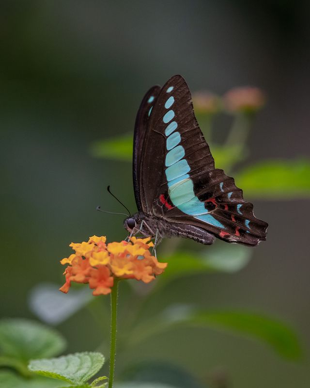 butterfly Graphium sarpedonphoto preview