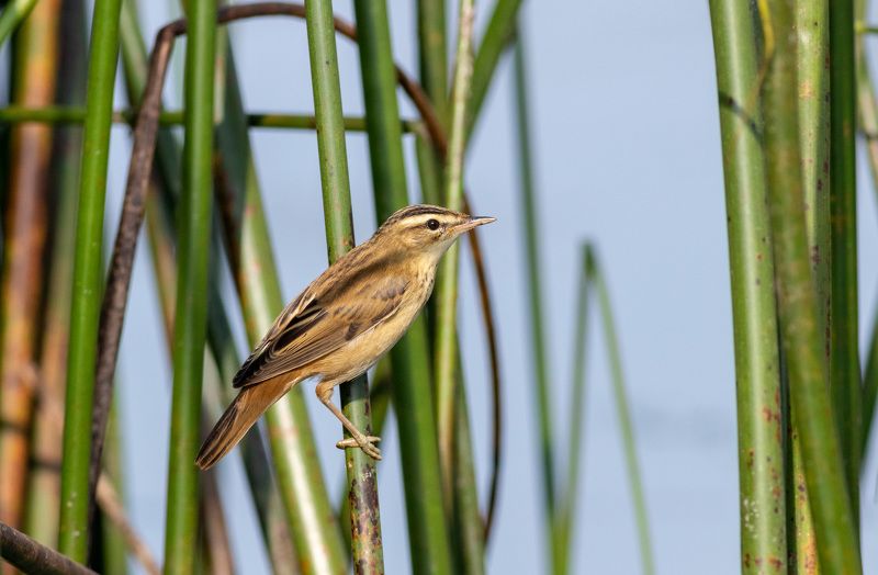 птица, фотоохота, камышевка, московскаяобласть, певчиептицы, birds Камышевка-барсучокphoto preview