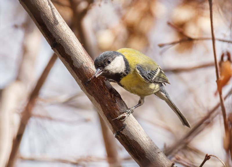 птица, большая синица, кленовый сок, весна, синица пьёт кленовый сокphoto preview
