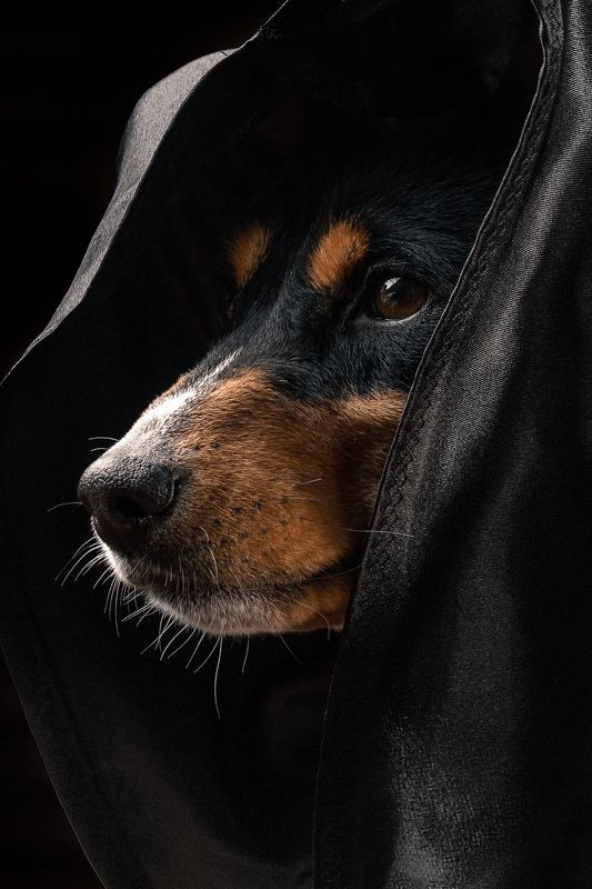 басенджи, собака, dog, pet, pets Басенджиphoto preview